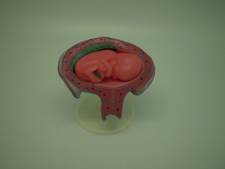 Baby Model (4 Months) Pharmaceutical and Anatomical Model Gifts